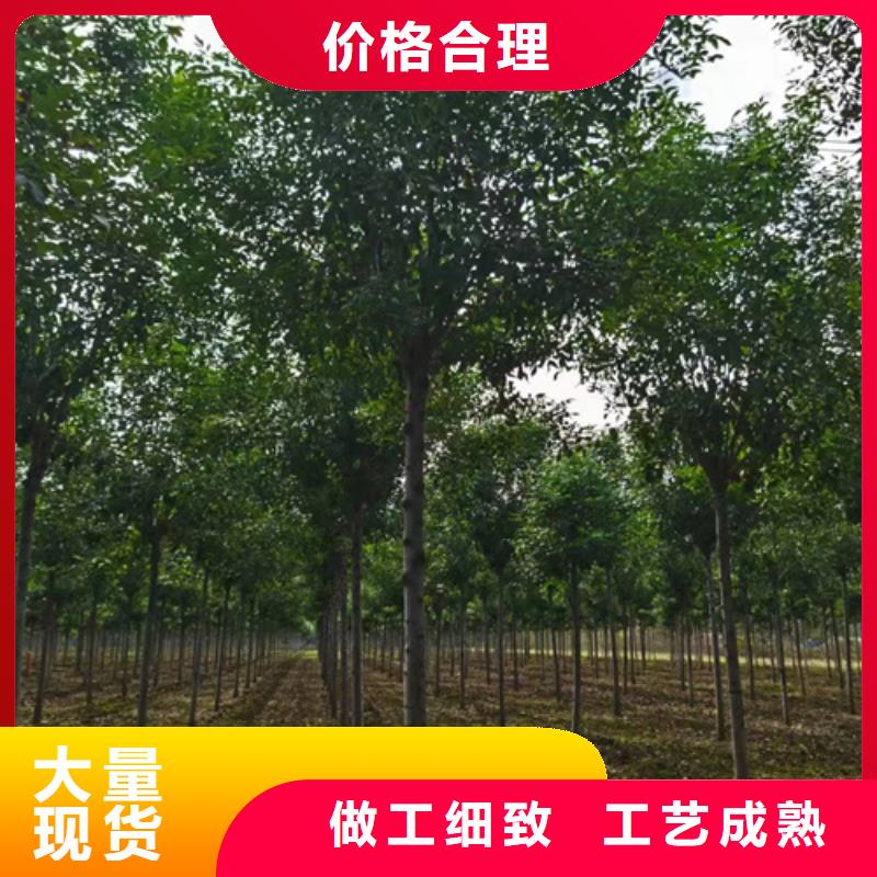 法桐美國(guó)紅楓品類齊全