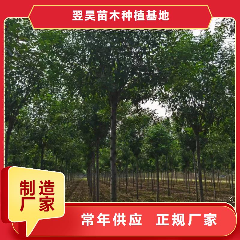 法桐北京欒價格地道