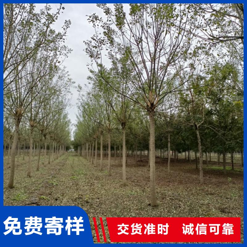 法桐垂絲海棠細節之處更加用心