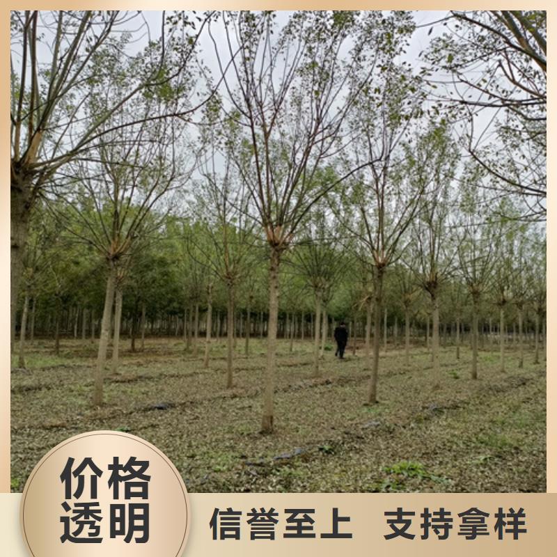 法桐櫻花追求品質