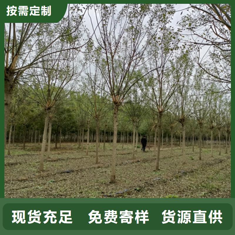 法桐-金葉槐專注細節使用放心