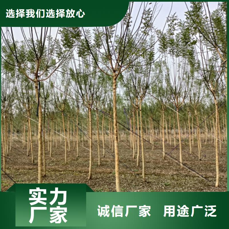 法桐黃金槐行業優選