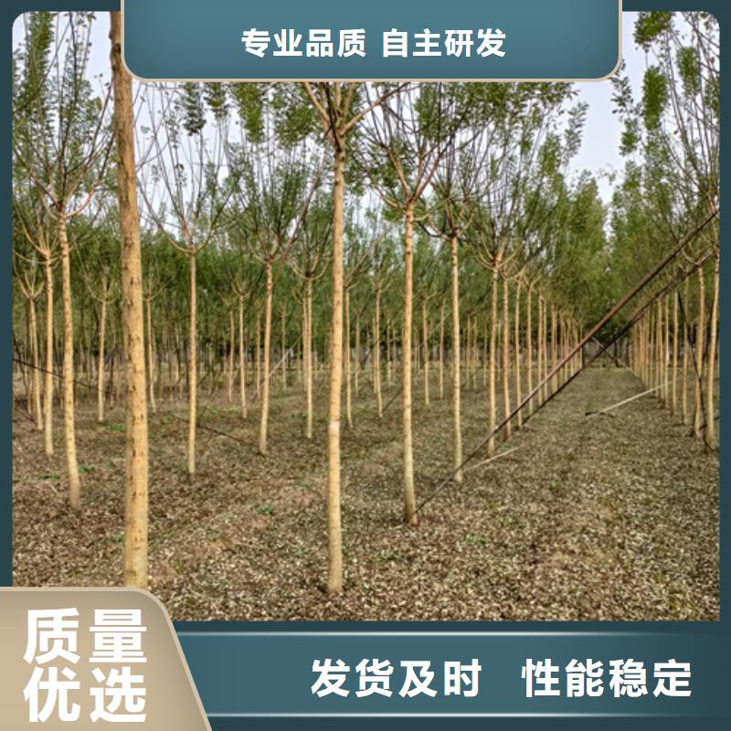 法桐-金葉槐專注細節使用放心