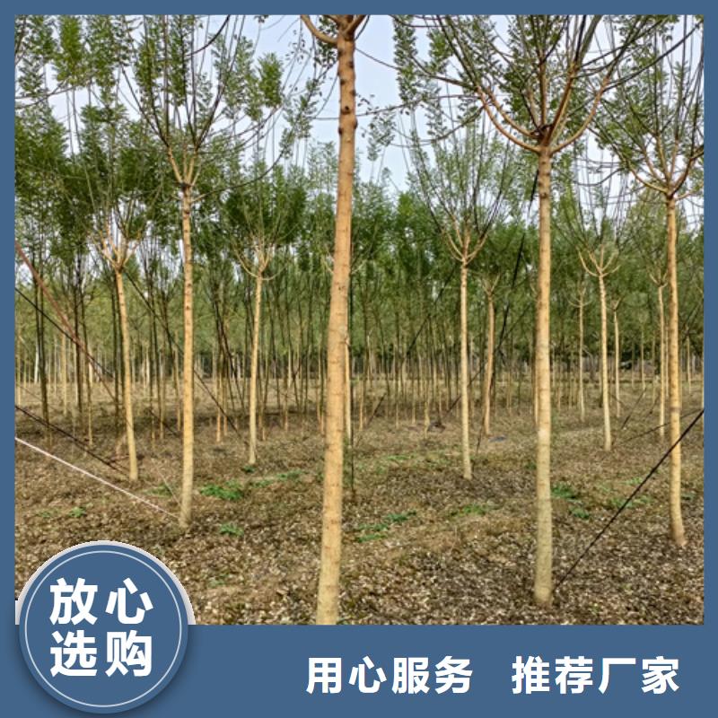 法桐-美國紅楓定金鎖價