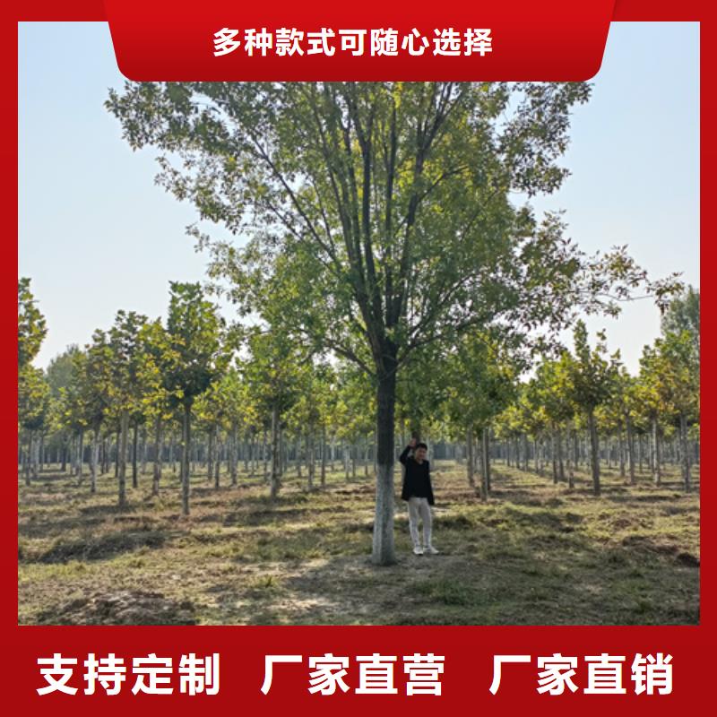 法桐_國槐多年廠家可靠