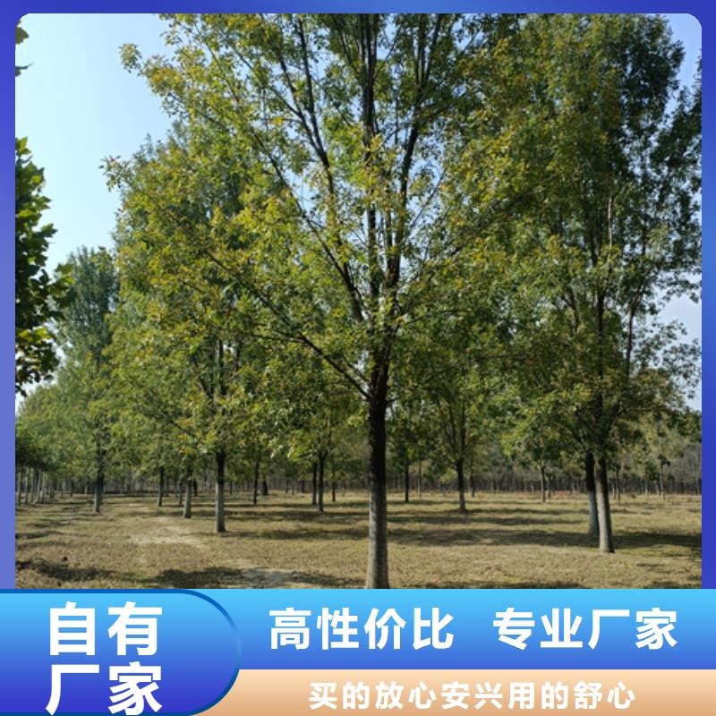 法桐-金葉槐專注細節(jié)使用放心