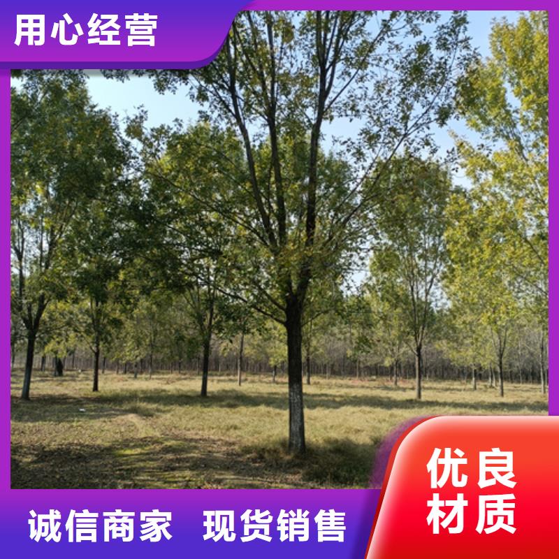 【法桐】黃金槐真正讓利給買家
