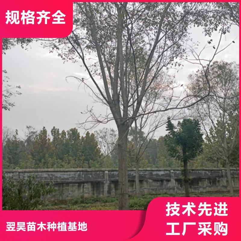 法桐金葉復葉槭現貨直發