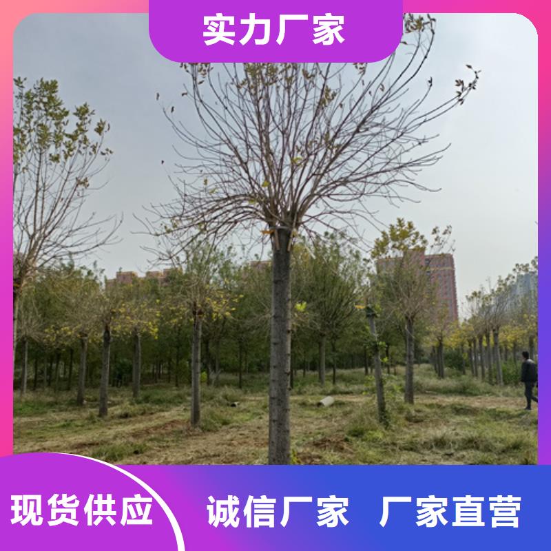 法桐白蠟產品細節參數