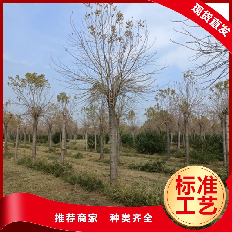法桐【金葉復葉槭】批發價格