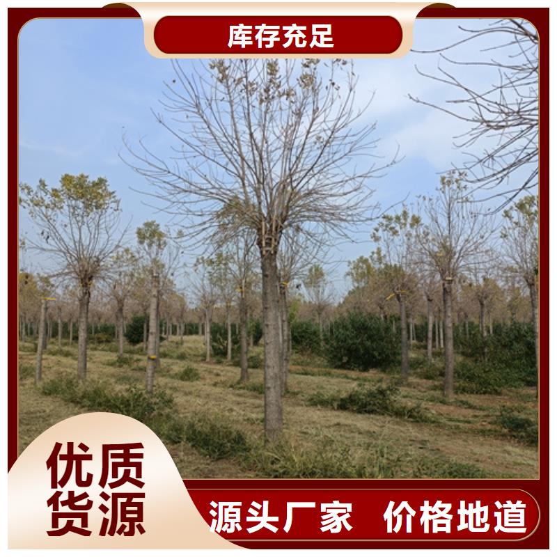 法桐_截桿發帽誠信經營