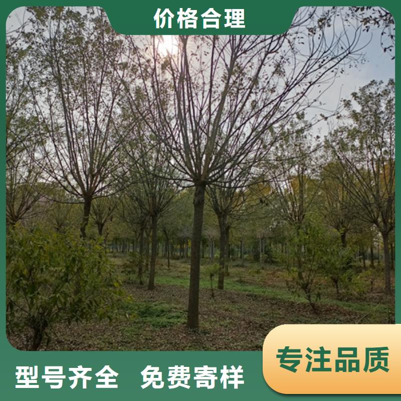 法桐_黃金槐優(yōu)選原材