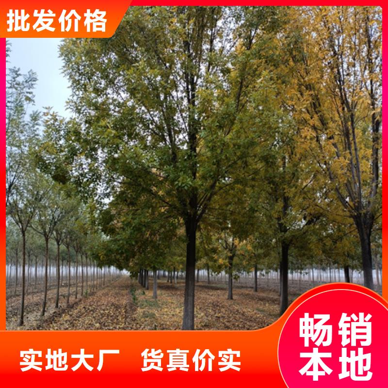 法桐北京欒價格地道