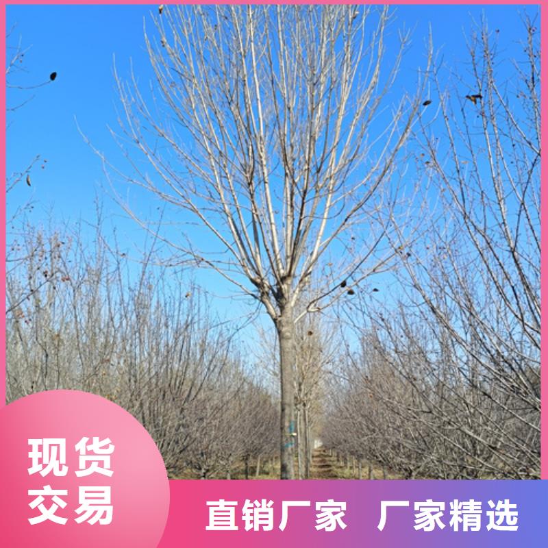 法桐國槐為品質而生產