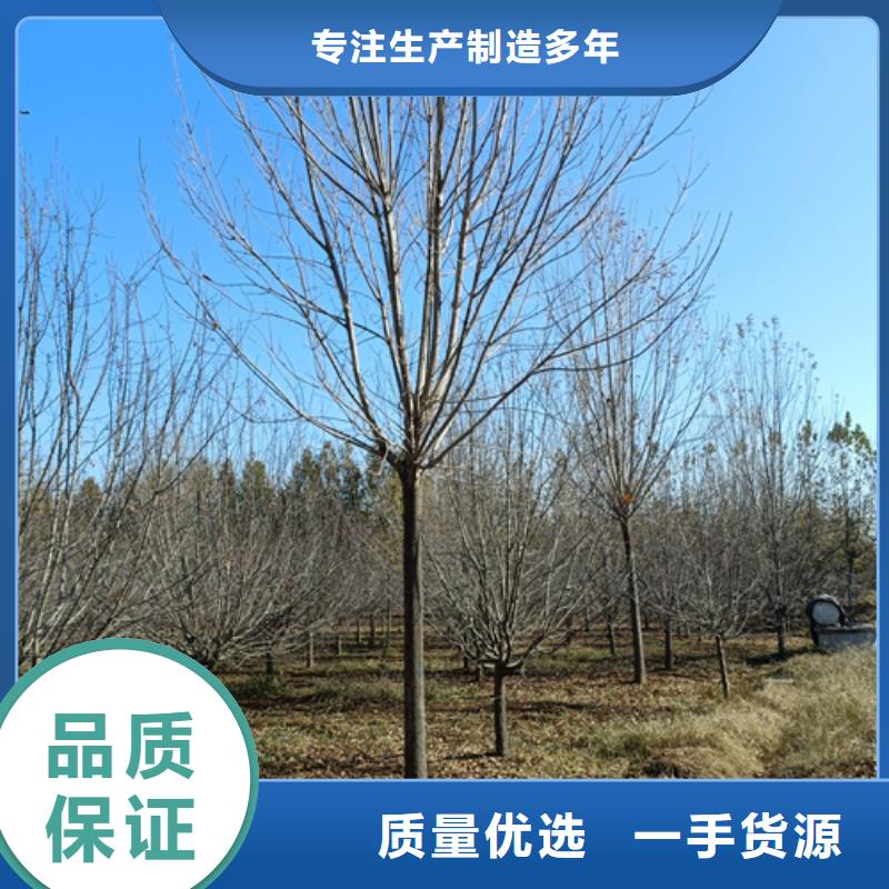 法桐白蠟可放心采購