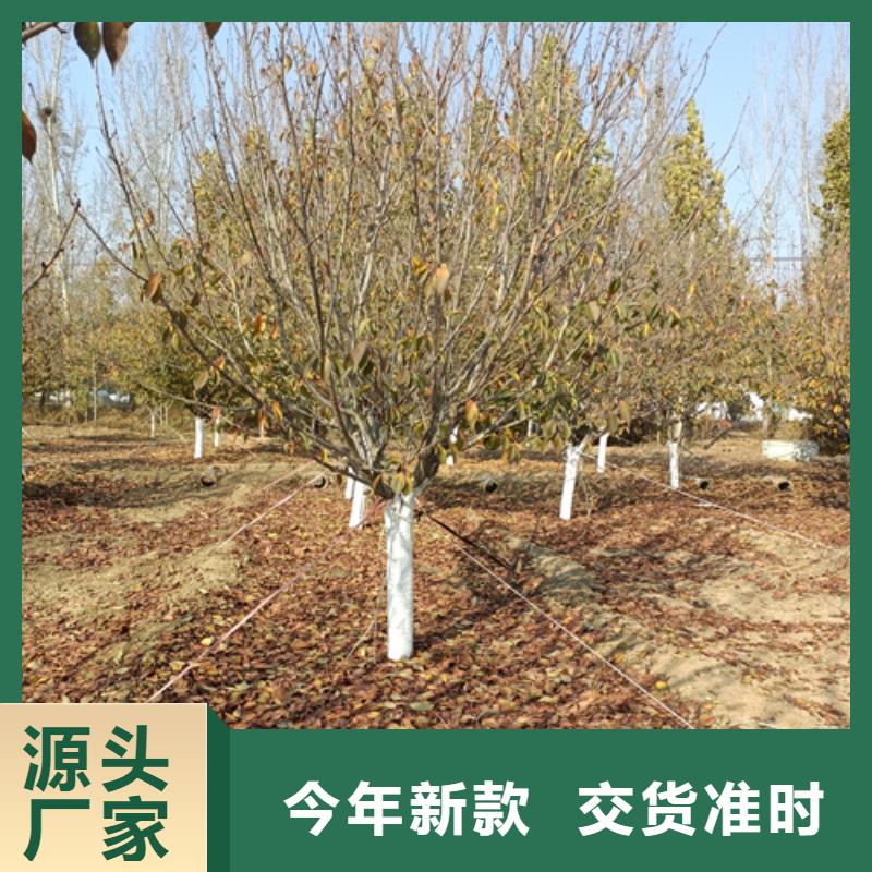法桐金葉復葉槭現貨直發