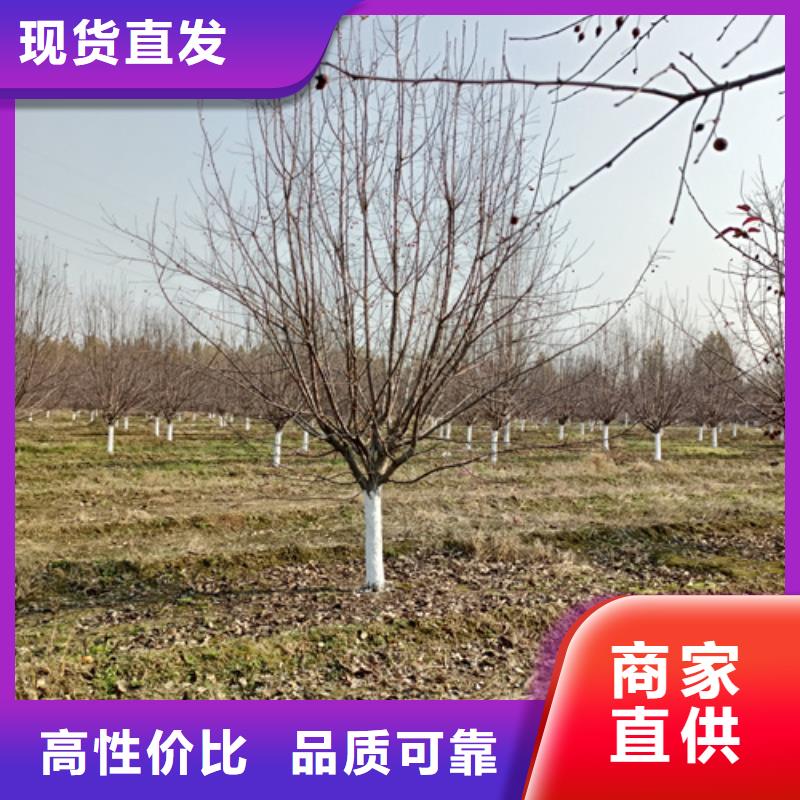 法桐廠家