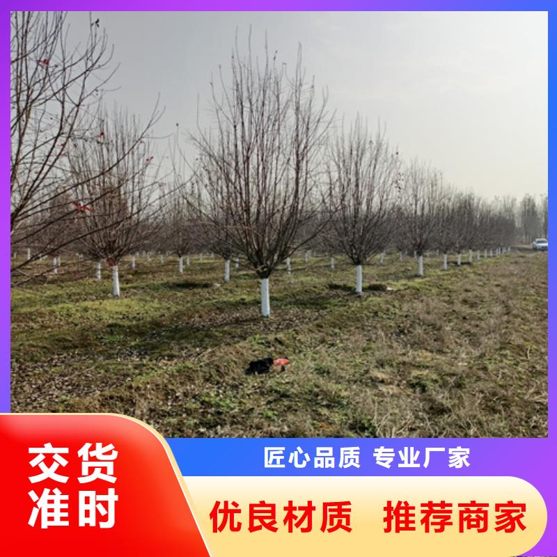 法桐美國紅楓品類齊全