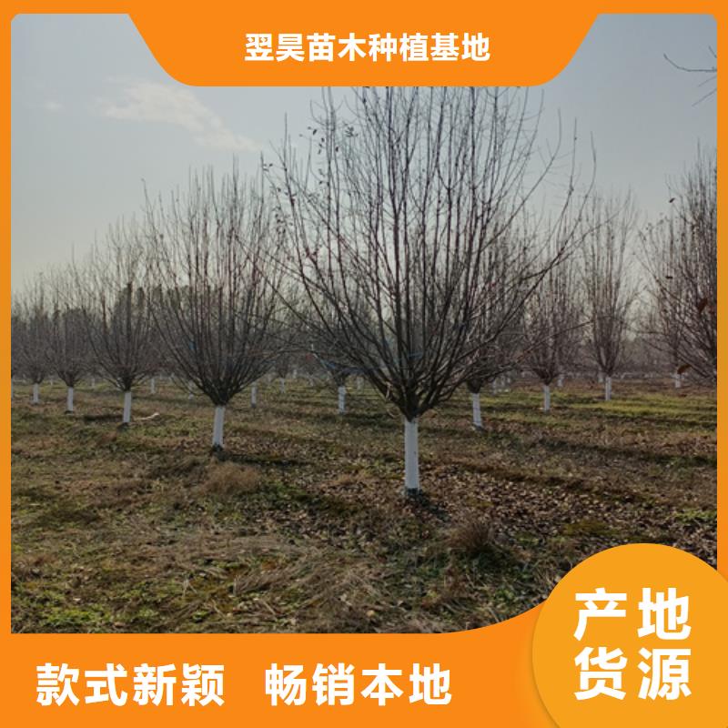 法桐美國紅楓品類齊全