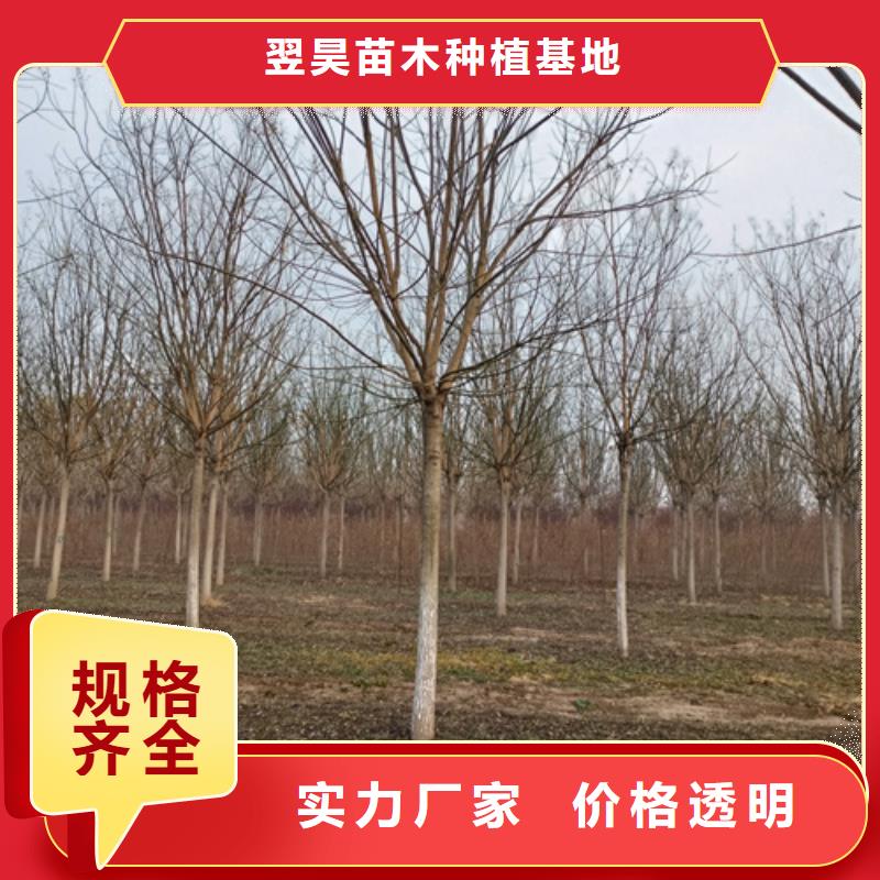 法桐-金葉槐專注細節使用放心