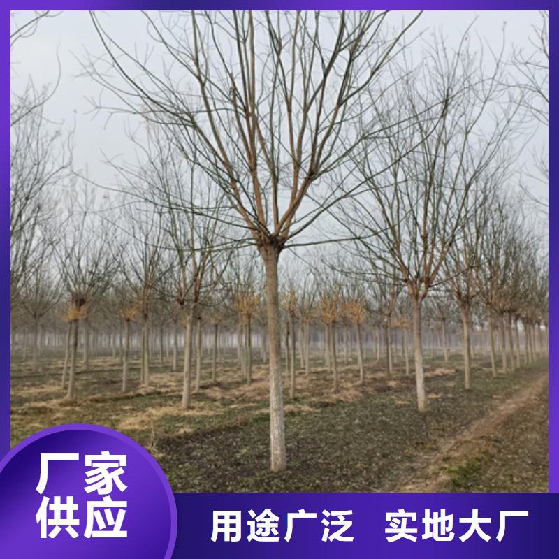 法桐櫻花追求品質