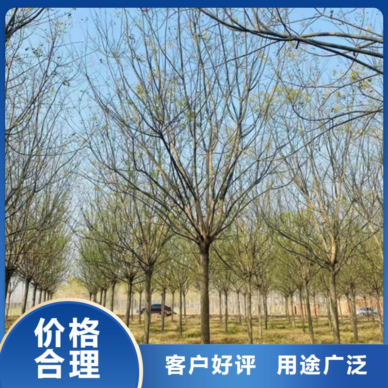 法桐美國紅楓為您精心挑選