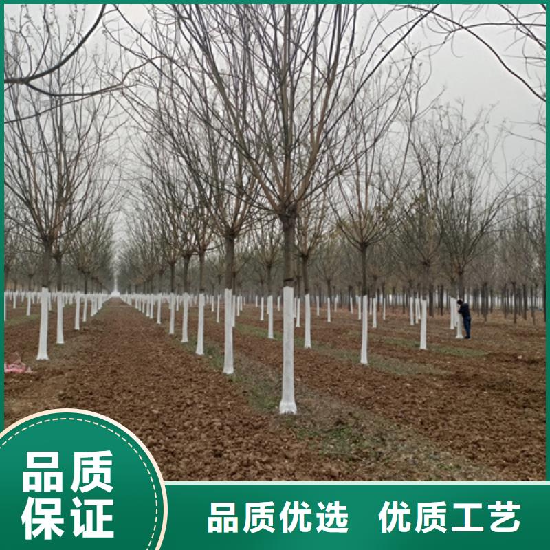 法桐垂絲海棠細節之處更加用心
