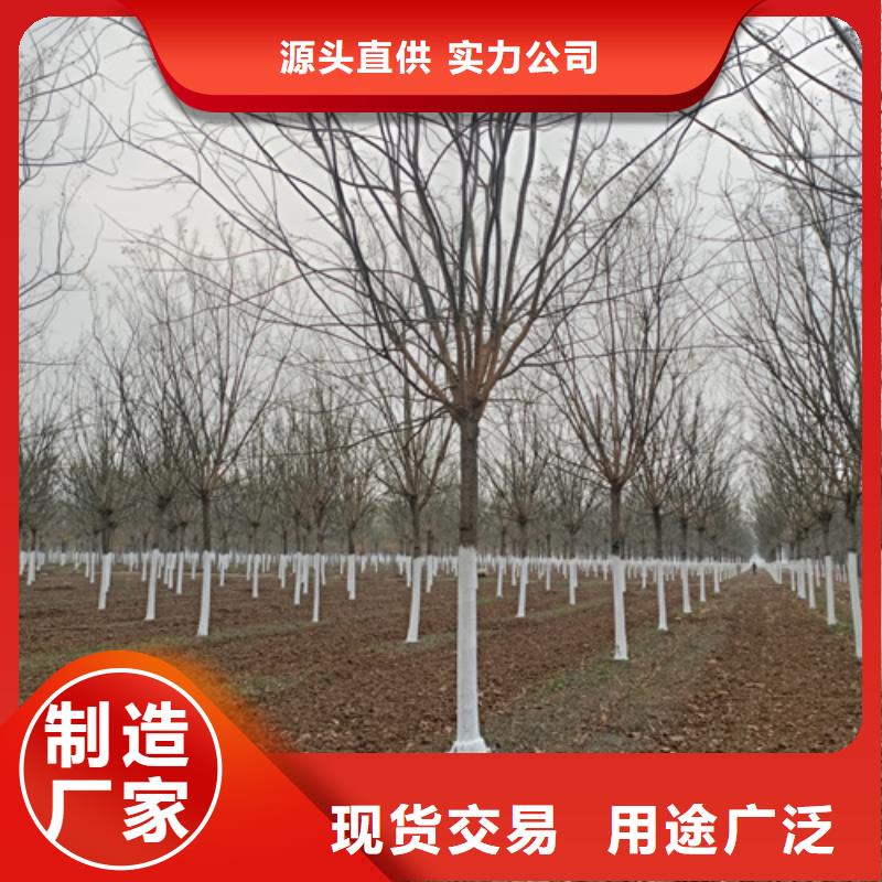 法桐櫻花根據要求定制
