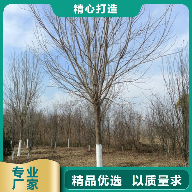 法桐_截桿發帽誠信經營