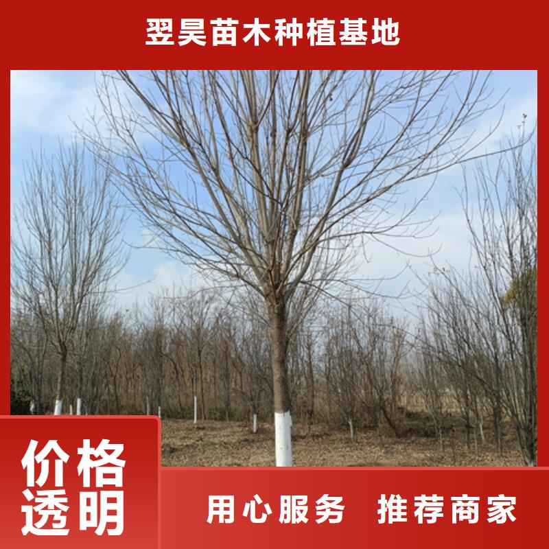 法桐原生冠法桐好貨直供
