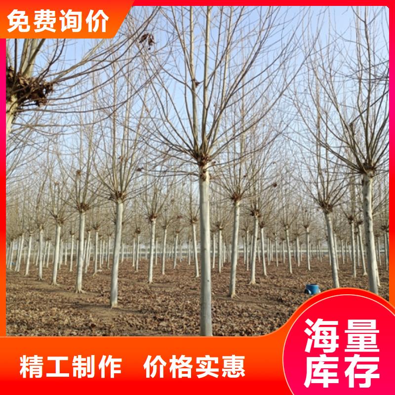法桐-金葉槐專注細節使用放心