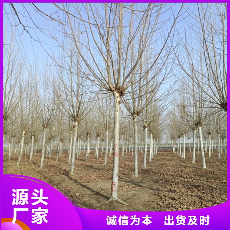 法桐-美國紅楓定金鎖價