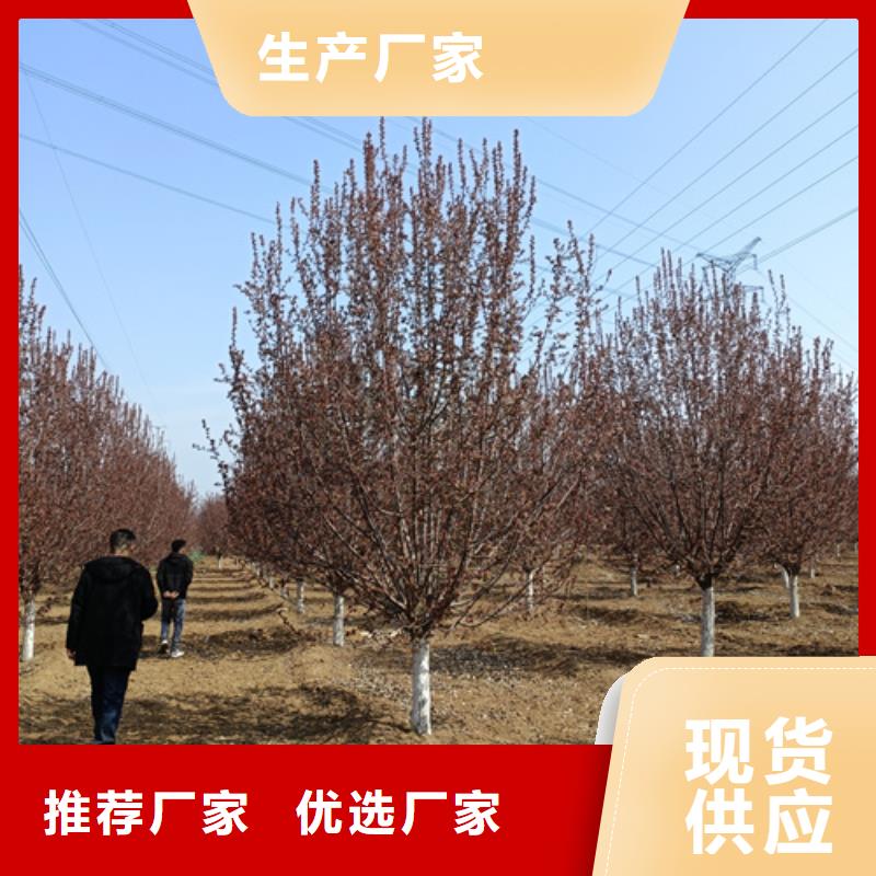 法桐北京欒來(lái)圖加工定制