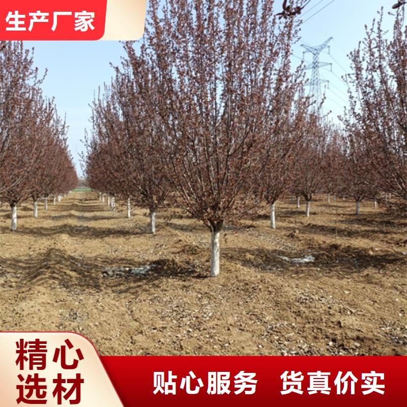 法桐-金葉槐專注細節(jié)使用放心