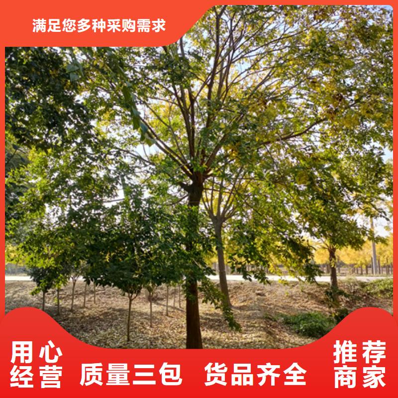 法桐黃金槐支持定制批發