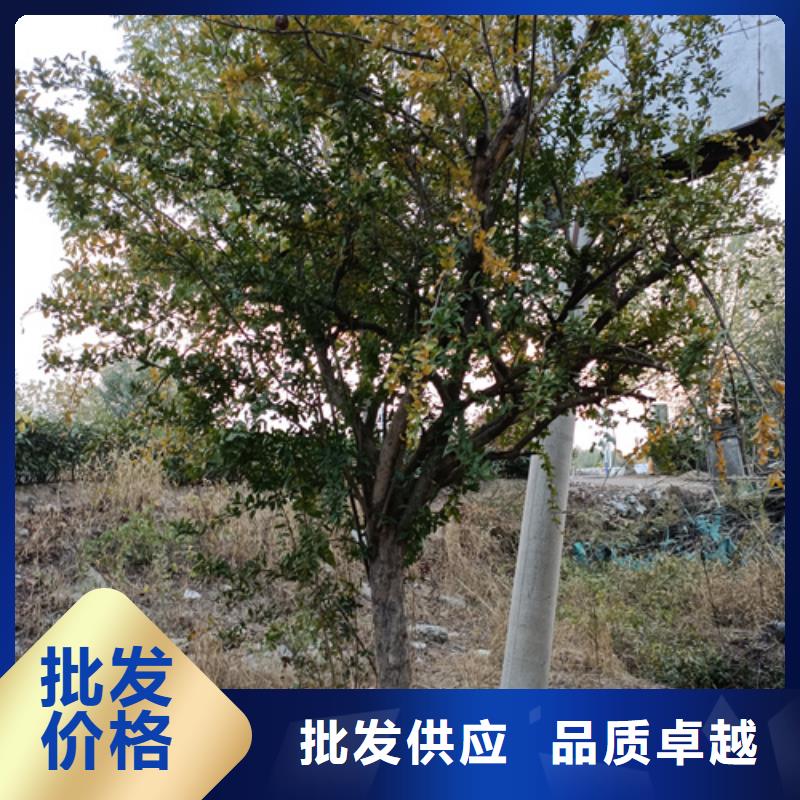 法桐原生冠法桐好貨直供