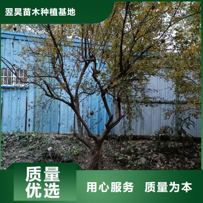 法桐金葉復葉槭現貨直發