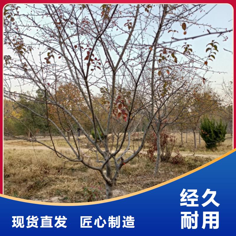 法桐國槐為品質而生產