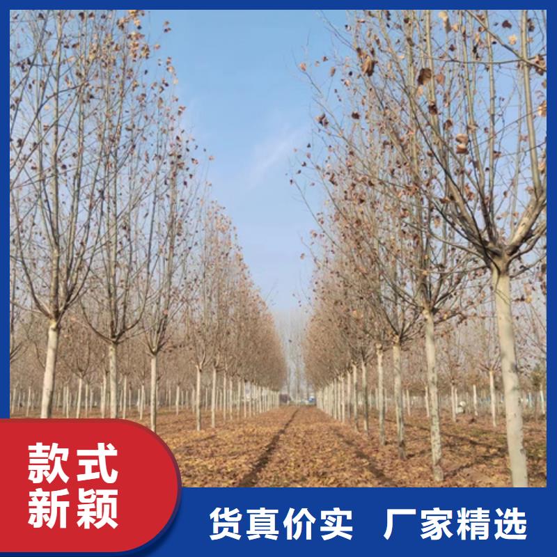 法桐_黃金槐優(yōu)選原材