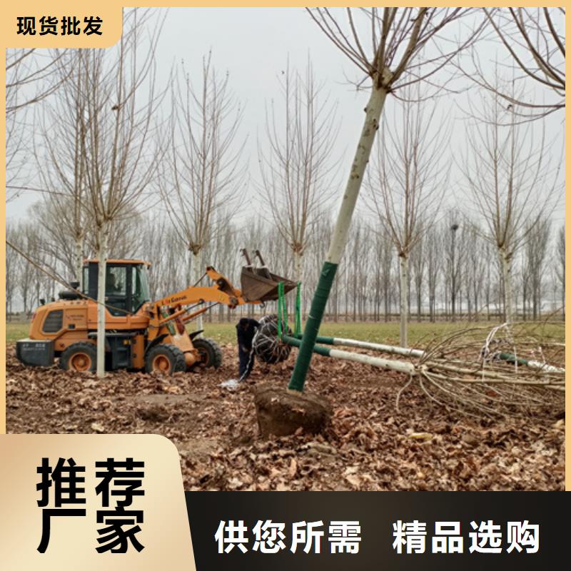 法桐-金葉槐專注細節使用放心