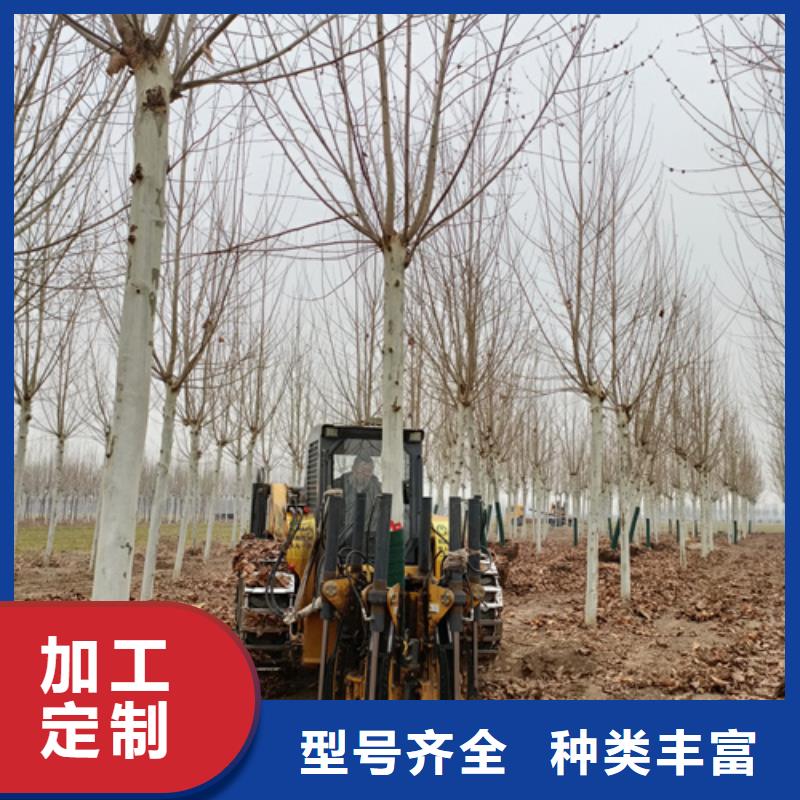 法桐【金葉復葉槭】批發價格
