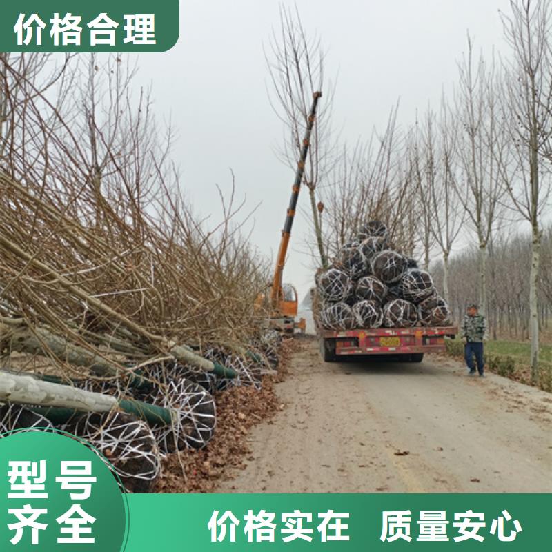 法桐北京欒價格地道