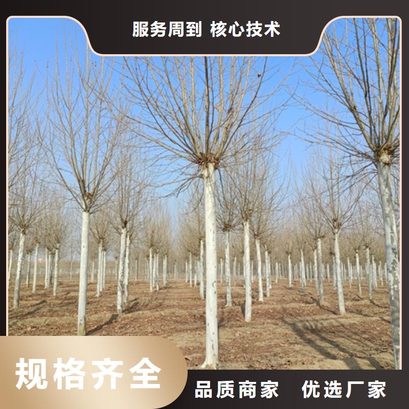 法桐國槐為您提供一站式采購服務