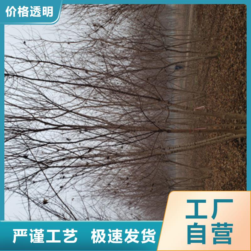 法桐-金葉槐專注細節使用放心