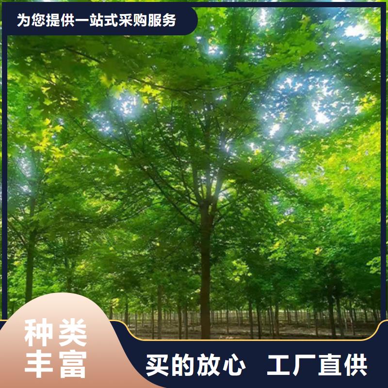 法桐美國紅楓為您精心挑選