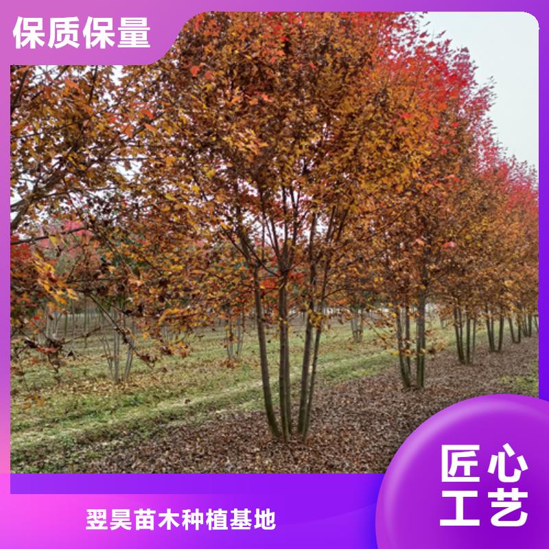 法桐【金葉復葉槭】批發價格