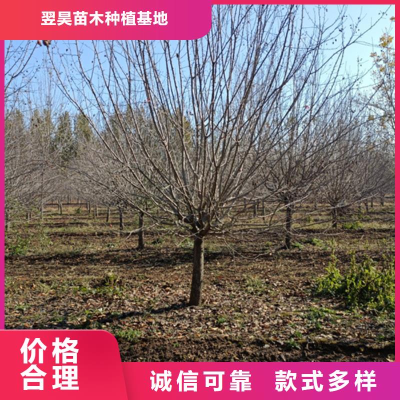 法桐_垂絲海棠定制不額外收費