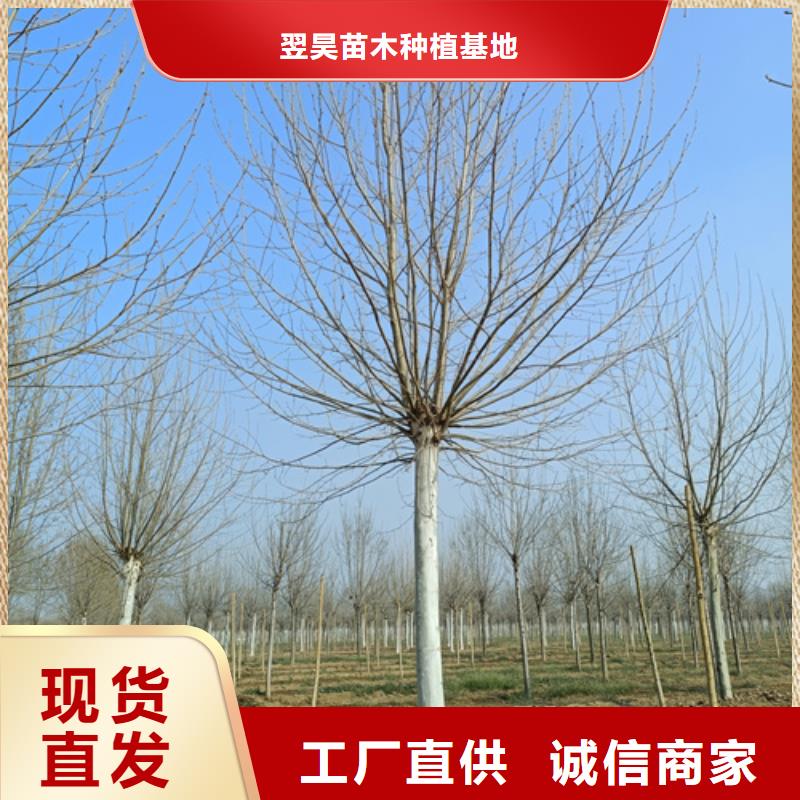 法桐垂絲海棠細(xì)節(jié)之處更加用心