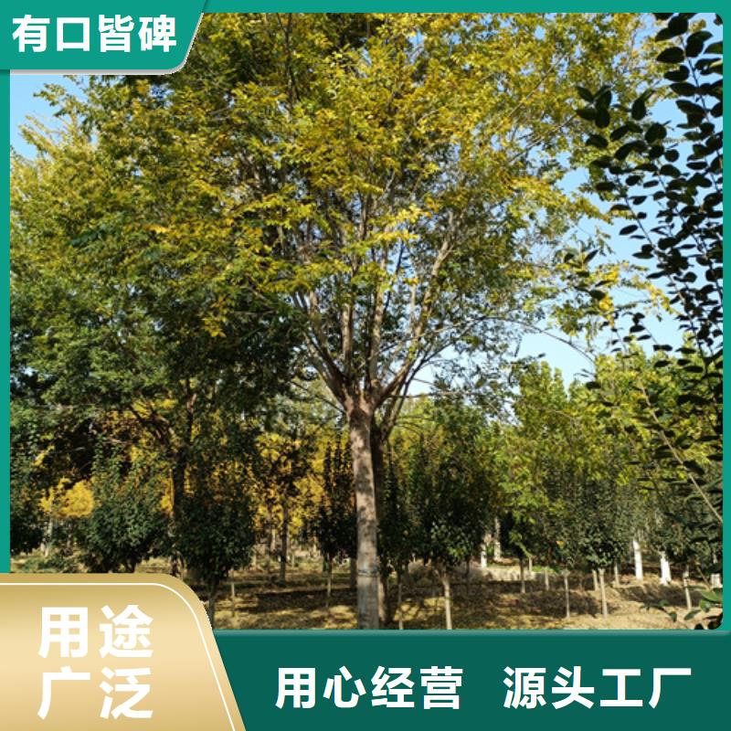 法桐黃金槐支持定制批發