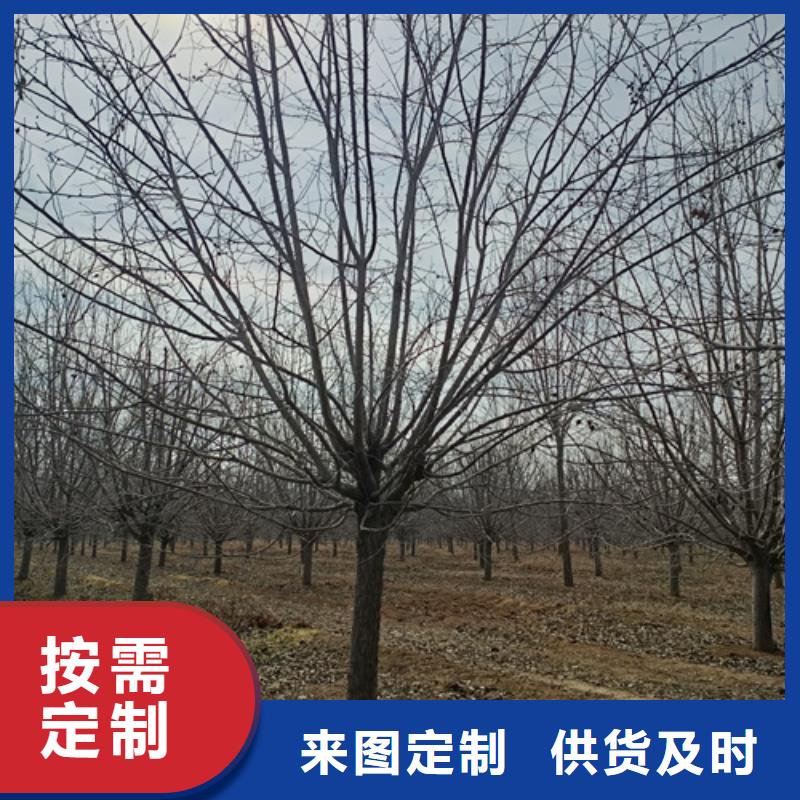 法桐美國紅楓為您精心挑選